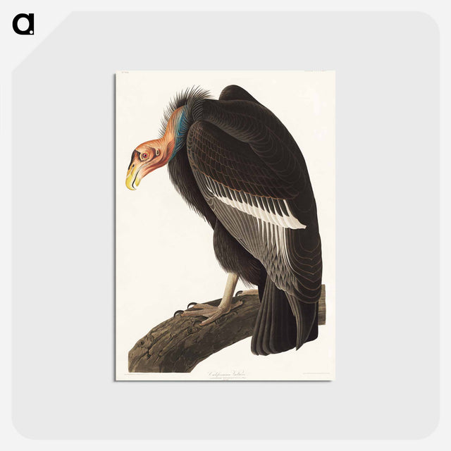 アートポストカード-Californian Vulture from Birds of America
 - アメリカの鳥たち Postcard.