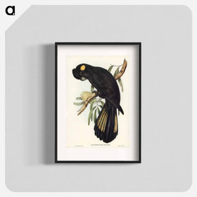 アートポスター-Funereal Cockatoo
 - オーストラリアの鳥 Poster.