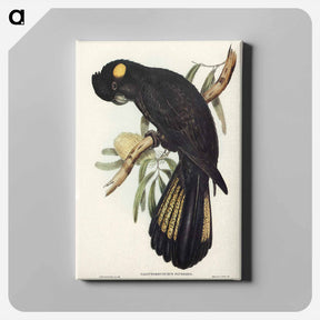 アートパネル-Funereal Cockatoo
 - オーストラリアの鳥 Canvas.