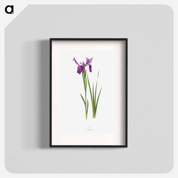 Iris Sikkimensis from The genus Iris
 - アヤメ属 Poster.