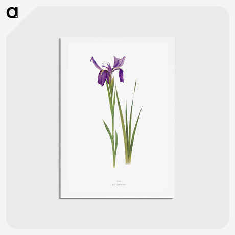1-23_The-Genus-Iris_hagaki