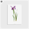 アートポストカード-Iris Sikkimensis from The genus Iris
 - アヤメ属 Postcard.