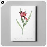 1-23_The-Lilies_canvas