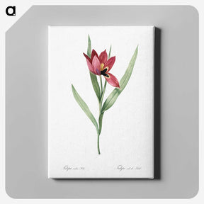1-23_The-Lilies_canvas