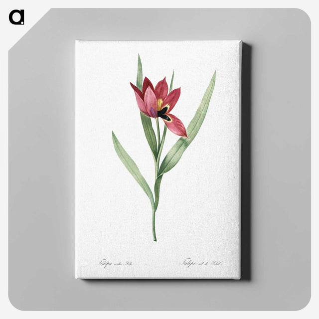 1-23_The-Lilies_canvas