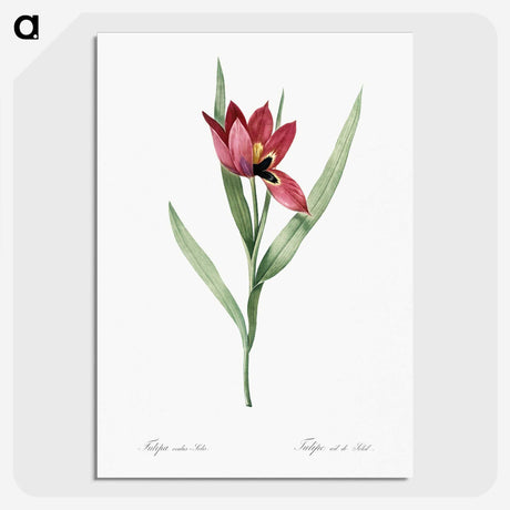 1-23_The-Lilies_picture-crop