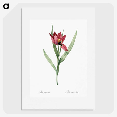 1-23_The-Lilies_picture