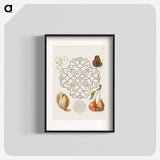 アートポスター-Butterfly, Marine Mollusk, and Pear
 - 書道のお手本 Poster.