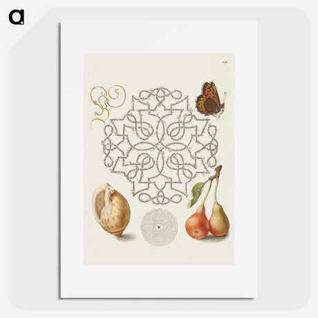 アートポスター-Butterfly, Marine Mollusk, and Pear
 - 書道のお手本 Poster.