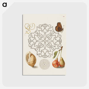 アートポストカード-Butterfly, Marine Mollusk, and Pear
 - 書道のお手本 Postcard.