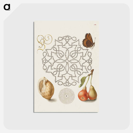 アートポストカード-Butterfly, Marine Mollusk, and Pear
 - 書道のお手本 Postcard.