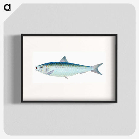 1-23_The-Natural-History-of-British-Fishes_blk