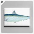 1-23_The-Natural-History-of-British-Fishes_canvas