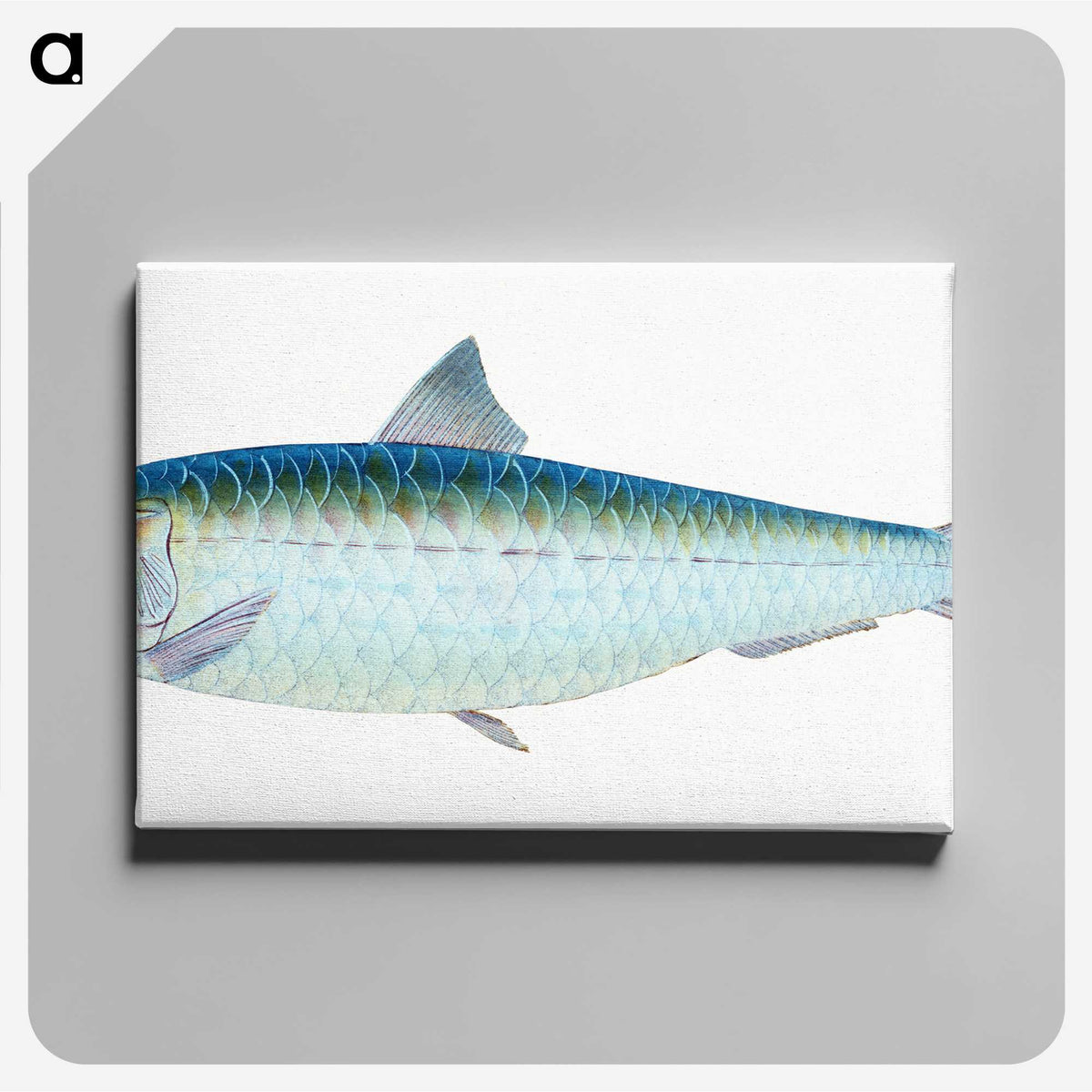 1-23_The-Natural-History-of-British-Fishes_canvas