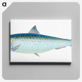 1-23_The-Natural-History-of-British-Fishes_canvas