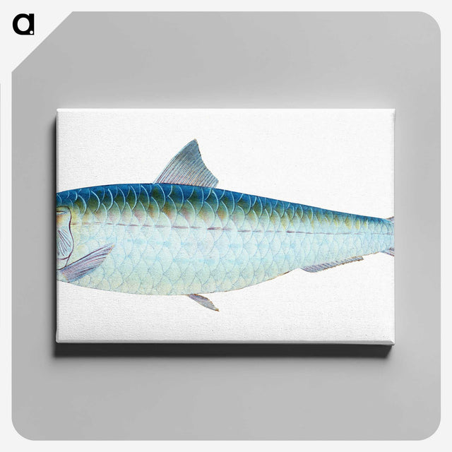 1-23_The-Natural-History-of-British-Fishes_canvas