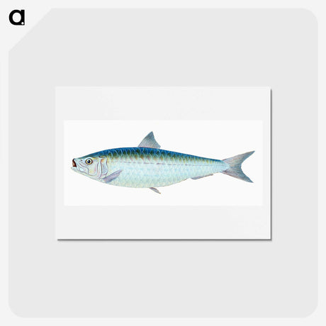 1-23_The-Natural-History-of-British-Fishes_hagaki
