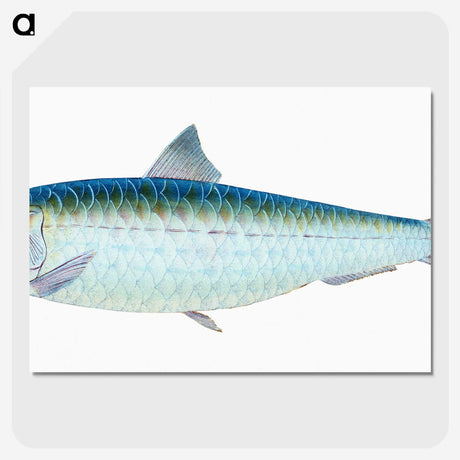 1-23_The-Natural-History-of-British-Fishes_picture-crop