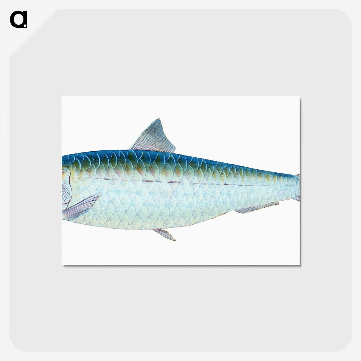 1-23_The-Natural-History-of-British-Fishes_postcard