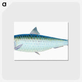 1-23_The-Natural-History-of-British-Fishes_postcard