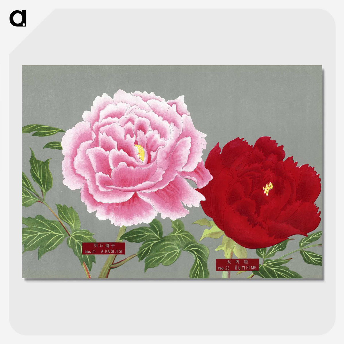 1-23_The-Picture-Book-of-Peonies_picture-crop
