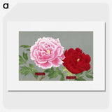 1-23_The-Picture-Book-of-Peonies_picture