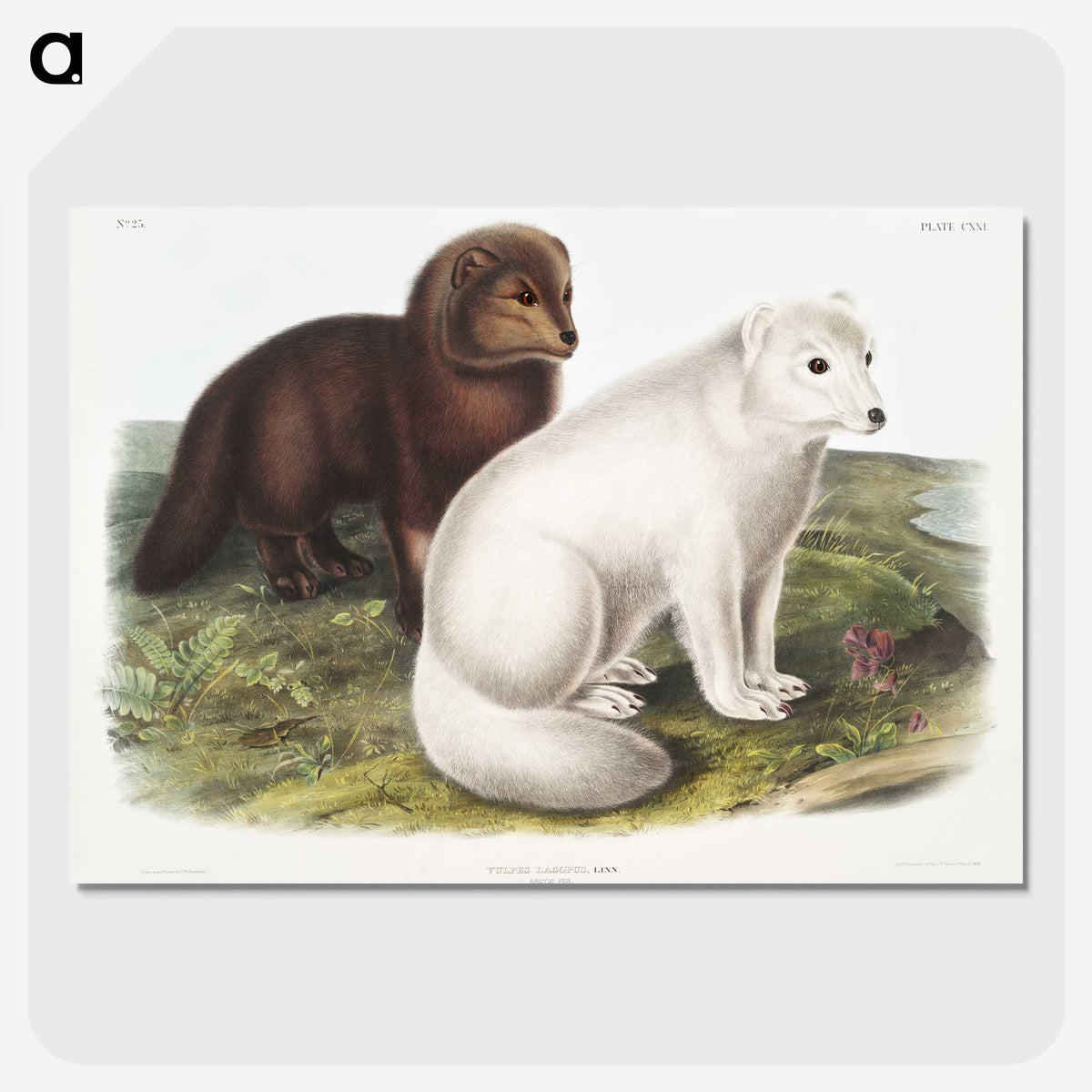 1-23_The-Viviparous-Quadrupeds_picture-crop