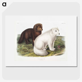 1-23_The-Viviparous-Quadrupeds_picture