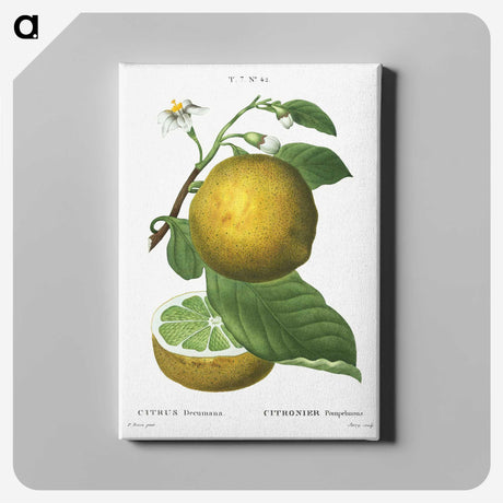 1-23_Treatise-on-Trees-and-Shrubs_canvas