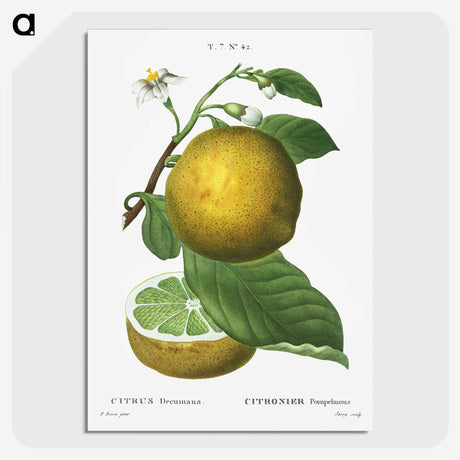 1-23_Treatise-on-Trees-and-Shrubs_picture-crop