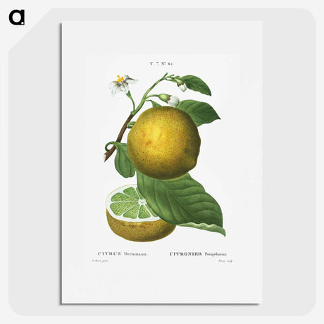 1-23_Treatise-on-Trees-and-Shrubs_picture