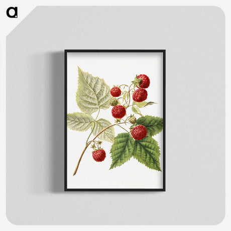 1-23_USDA-Watercolor-Fruit-Painting-Collection_blk-crop