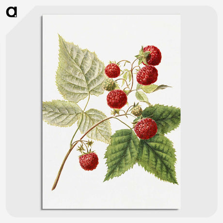 1-23_USDA-Watercolor-Fruit-Painting-Collection_picture-crop