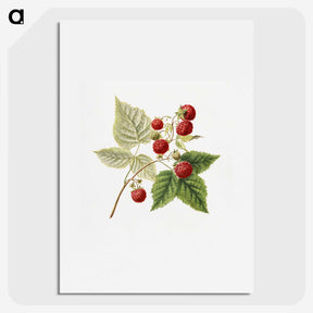 1-23_USDA-Watercolor-Fruit-Painting-Collection_picture