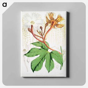 アートパネル-Chinese Lard Seed (Hodgsonia Heteroclita), male plant from Illustrations of Himalayan plants by W. H. (Walter Hood) Fitch - ウォルター フッド フィッチ Canvas.