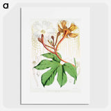 Chinese Lard Seed (Hodgsonia Heteroclita), male plant from Illustrations of Himalayan plants by W. H. (Walter Hood) Fitch - ウォルター フッド フィッチ Poster.