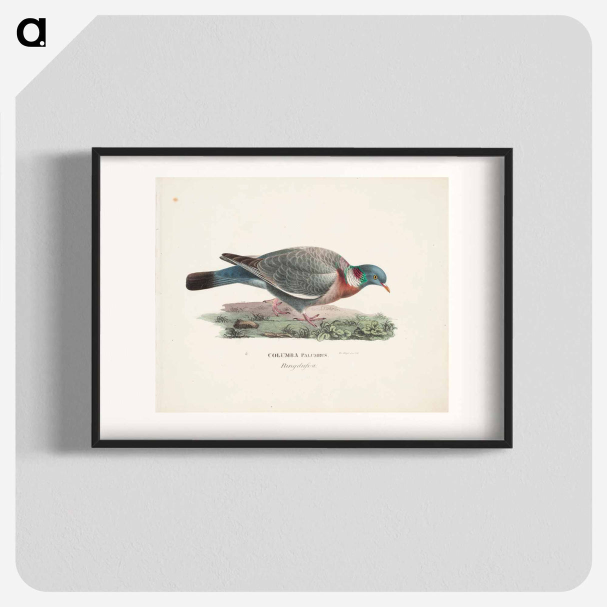 Common wood pigeon - ヴィルヘルム フォン ライト Poster.