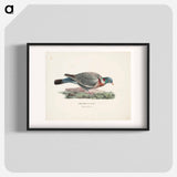 Common wood pigeon - ヴィルヘルム フォン ライト Poster.