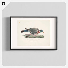 アートポスター-Common wood pigeon - ヴィルヘルム フォン ライト Poster.