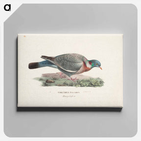 アートパネル-Common wood pigeon - ヴィルヘルム フォン ライト Canvas.