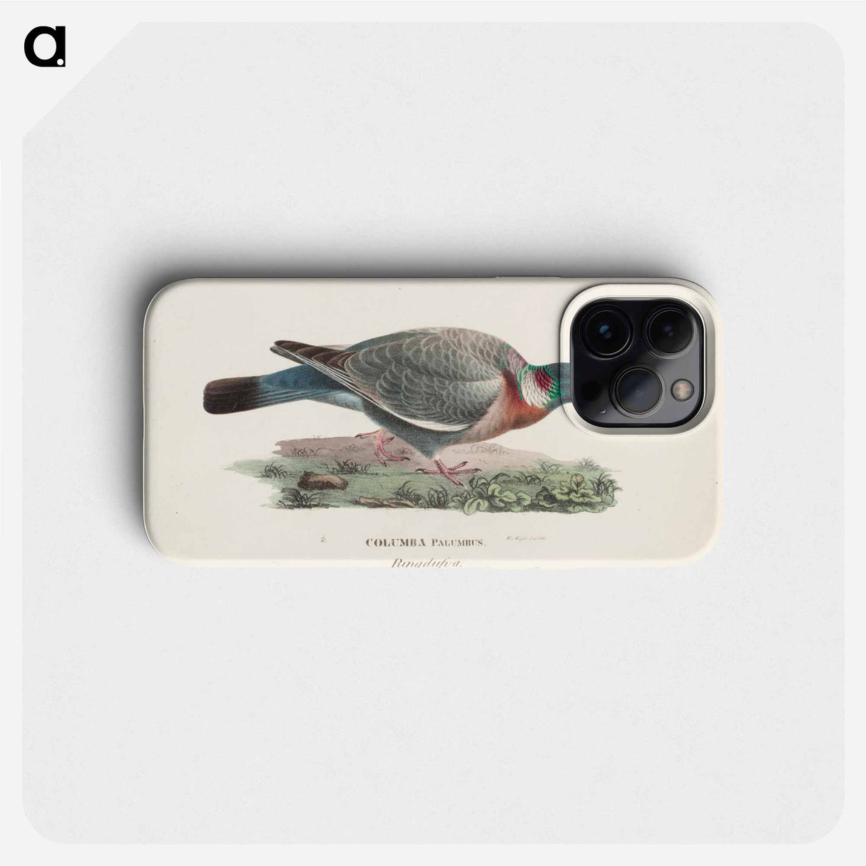 Common wood pigeon - Wilhelm von Wright Phone Case.