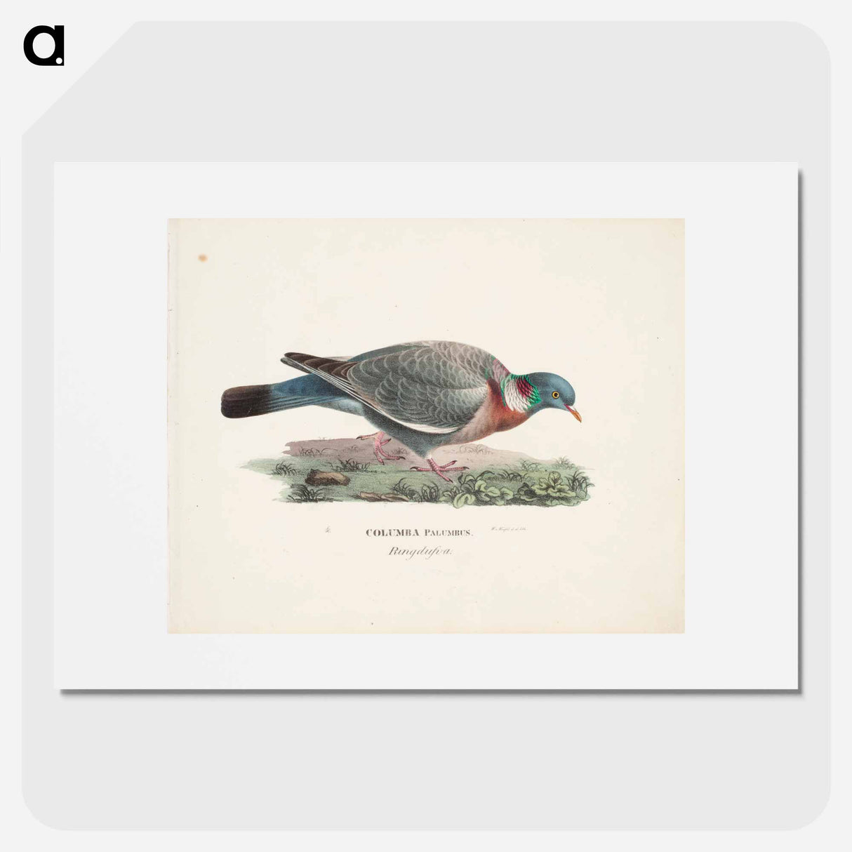 Common wood pigeon - ヴィルヘルム フォン ライト Poster.