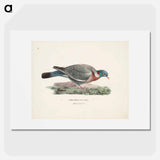 Common wood pigeon - ヴィルヘルム フォン ライト Poster.