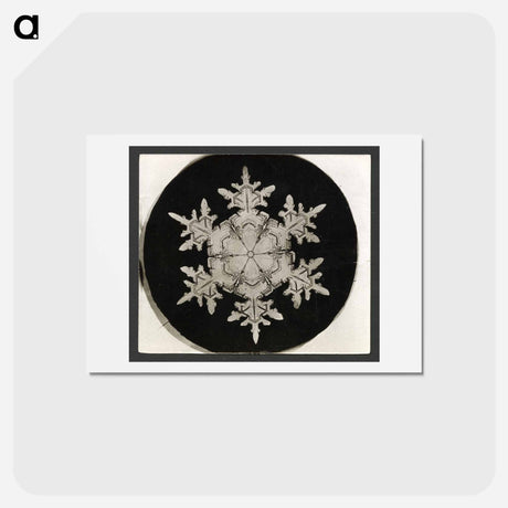 アートポストカード-Wilson Bentley Photomicrograph of Stellar Snowflake No. 1018 - ウィルソン ベントレー Postcard.