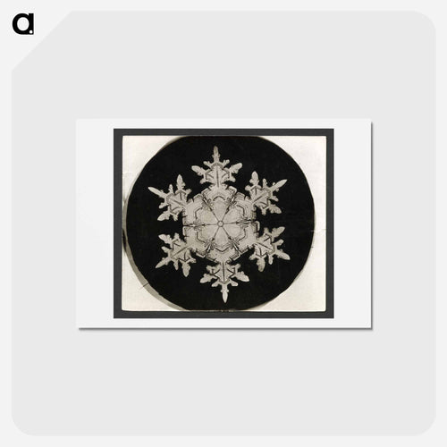 Wilson Bentley Photomicrograph of Stellar Snowflake No. 1018 - ウィルソン ベントレー Postcard.