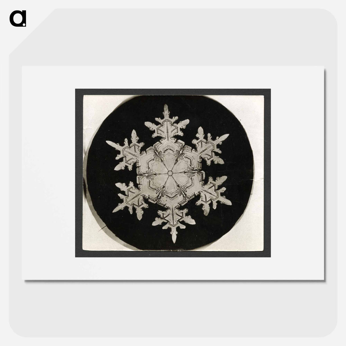 Wilson Bentley Photomicrograph of Stellar Snowflake No. 1018 - ウィルソン ベントレー Poster.