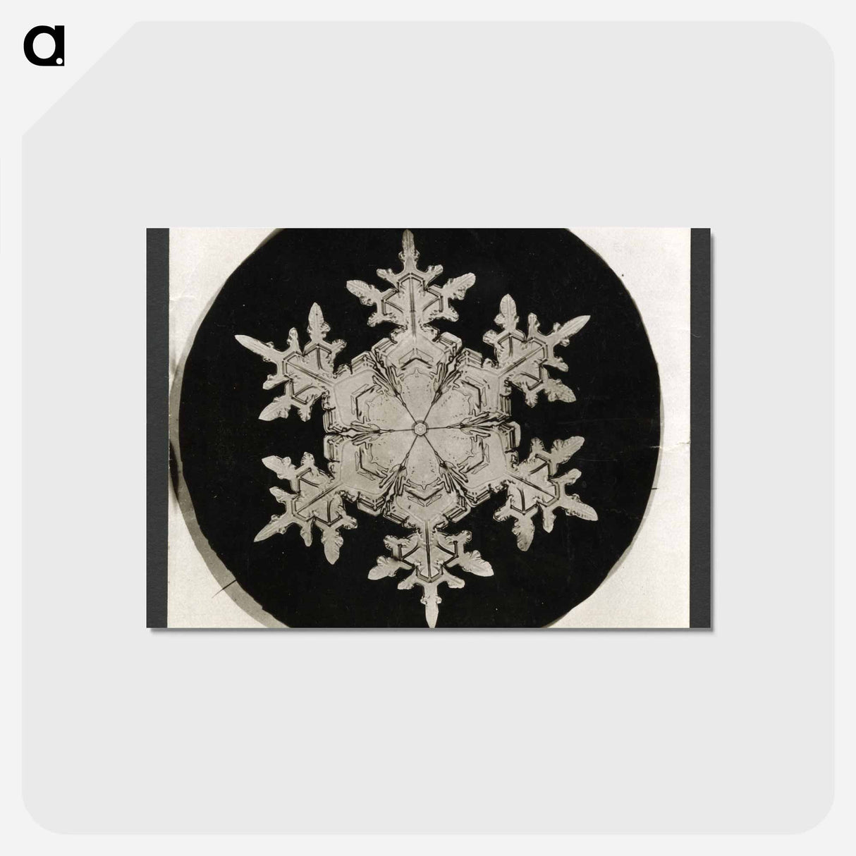 アートポストカード-Wilson Bentley Photomicrograph of Stellar Snowflake No. 1018 - ウィルソン ベントレー Postcard.