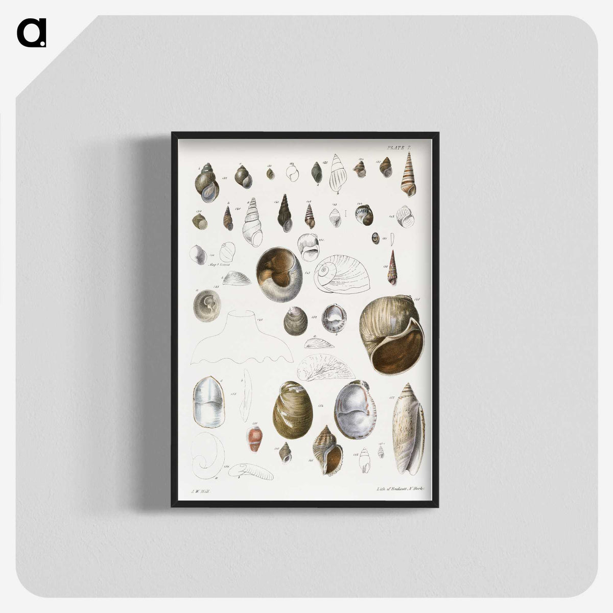 1-23_Zoology-of-New-York_blk-crop