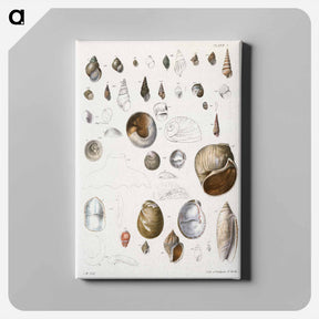 アートパネル-Different types of seashells illustration from Zoology of New York by James Ellsworth De Kay - ニューヨークの動物学 Canvas.