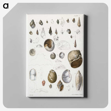 1-23_Zoology-of-New-York_canvas